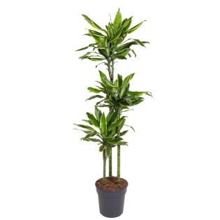 Dracaena Golden Coast - 160 Cm - Ø24