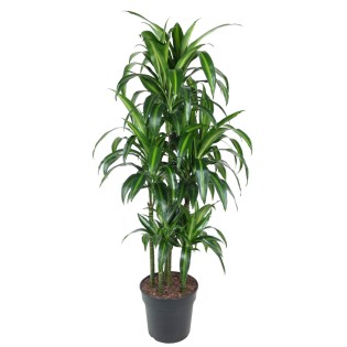 Dracaena Hawaiiana Carrousel - 150 Cm - Ø31