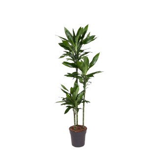 Dracaena Janet Lind - 150-160 Cm - Ø24