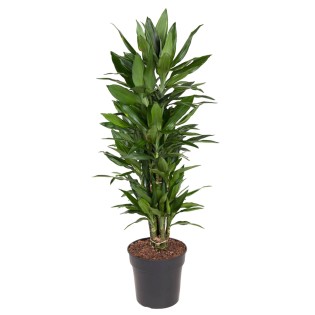Dracaena Janet Lind Branched - 110 Cm - Ø27
