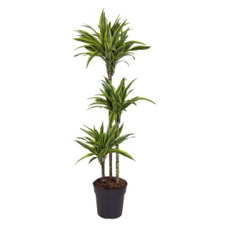 Dracaena Lemon Lime - 130 Cm - Ø24