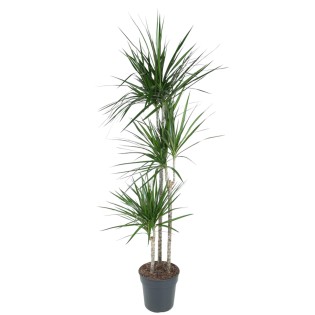 Dracaena Marginata - 160 Cm - Ø24