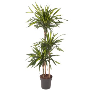 Dracaena Riki - 140 Cm - Ø24