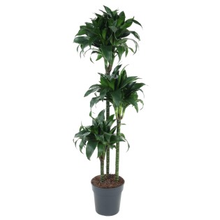Dracaena Tatuade - 140 Cm - Ø24