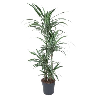 Dracaena Warneckei - 145 Cm - Ø30