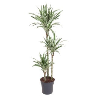 Dracaena White Stripe - 150 Cm - Ø24