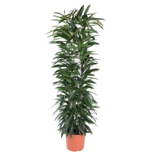 Ficus Alii King Column - 150 Cm - Ø29