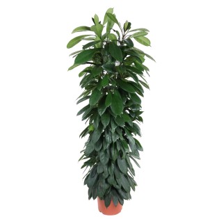 Ficus Cyatistipula Column - 150 Cm - Ø29