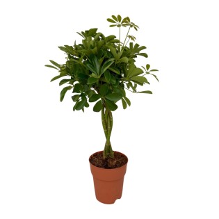 Schefflera Compacta - Ø19Cm - ↕80Cm