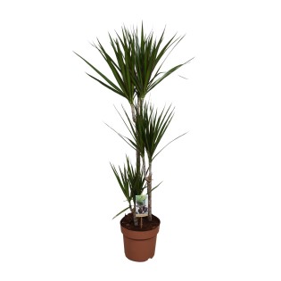 Dracaena Marginata - Ø21Cm - ↕120Cm