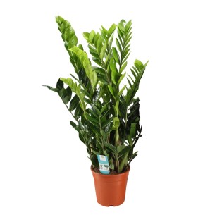 Zamioculcas Zamiifolia - Ø21Cm - ↕95Cm