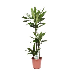 Dracaena Janet Lind - Ø24Cm - ↕130Cm