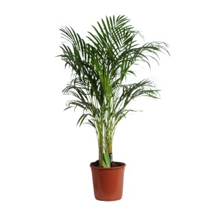 Dypsis Lutescens (Areca) A2 - Ø24Cm - ↕120Cm