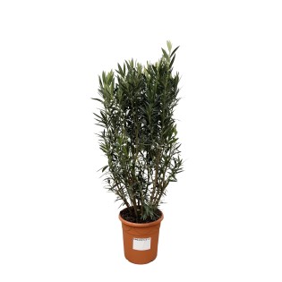Nerium Oleander Shrub - 180Cm- Ø40
