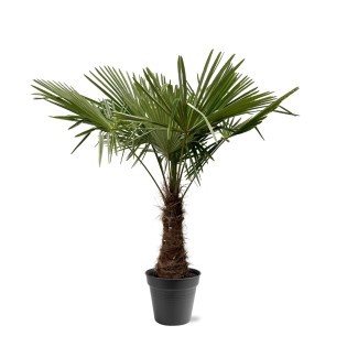 Trachycarpus Fortuneii - 220 - 240Cm - Ø45