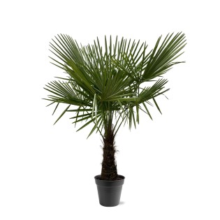 Trachycarpus Fortuneii - 160-180Cm - Ø30