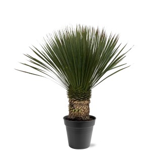 Yucca Rostrata - 80 - 100Cm- Ø38
