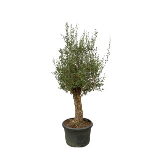 Olea Europaea Bonsai - 250Cm- Ø65