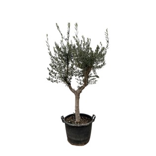 Olea Europaea Cultivo - 230Cm- Ø45