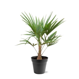 Trachycarpus Fortunei - 90-100Cm - Ø21