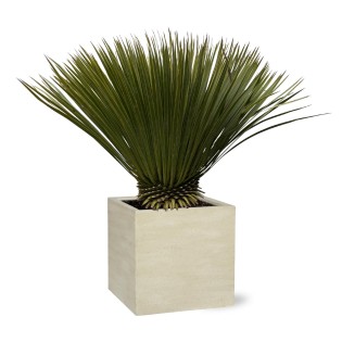 Yucca Rostrata - 70Cm- Ø30