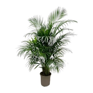 Dypsis Lutescens (Areca Palm) 150 Cm - Ø21-24