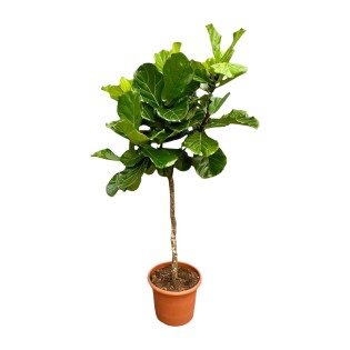 Ficus Lyrata Tree Xxl - 200 Cm - Ø40