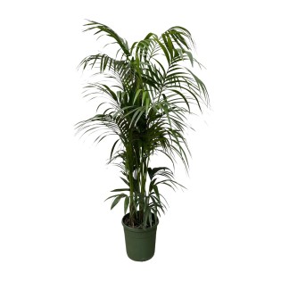 Kentia Palm - 220 Cm - Ø38