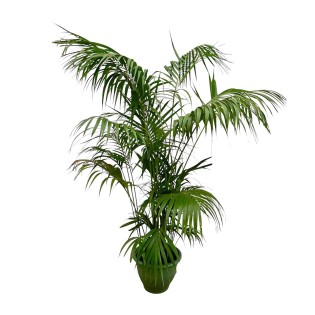 Kentia Palm Xxl - 275Cm - Ø35