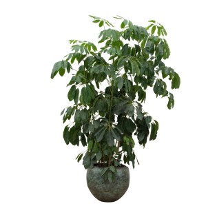Schefflera Amate Xl - 220 Cm - Ø45