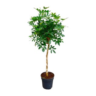 Schefflera On Stem - 180 Cm - Ø30