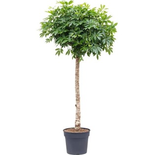 Schefflera On Stem - 200Cm - Ø40