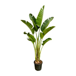 Strelitzia Augusta - 250Cm - ⌀45