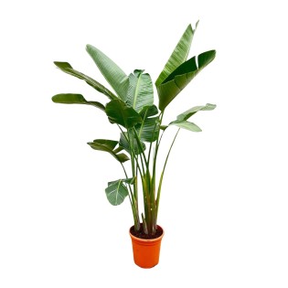 Strelitzia Augusta De Luxe Xxl - 250Cm - Ø38