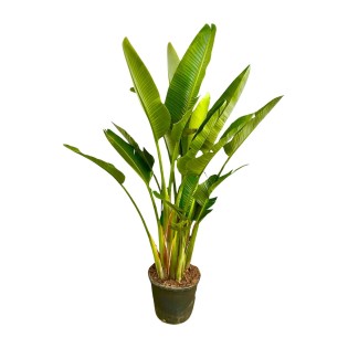 Strelitzia Augusta Multi Stem Xxl - 225Cm - Ø32