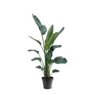 Strelitzia Nicolai Xxl - 190 - 225 Cm - Ø27-Ø30