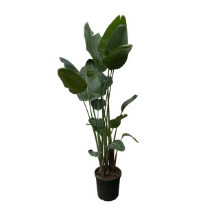Strelitzia Nicolai Xxl - 250 Cm - Ø50