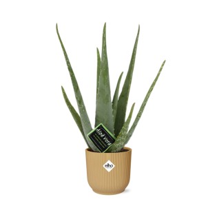 Aloe Vera 12Cm In Elho Vibes Fold 14Cm Geel