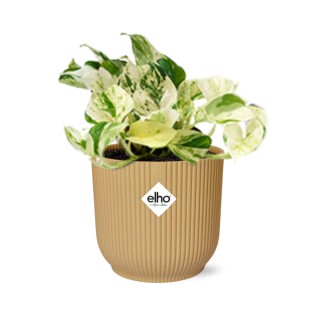 Epipremnum Pinnatum Happy Leaf In Elho Vibes Fold 14Cm Geel