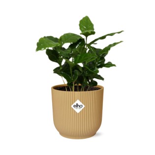 Coffea Arabica In Elho Vibes Fold 14Cm Geel