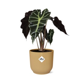 Alocasia ‘Polly’ In Elho Vibes Fold 14Cm Geel