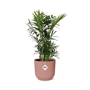 Chamaedorea Elegans In Elho Vibes Fold 14Cm Roze