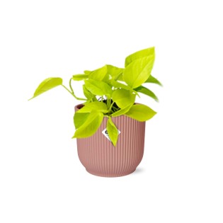 Epipremnum Pinnatum ‘Golden Pothos’ In Elho Vibes Fold 14Cm Roze