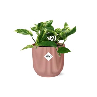 Scindapsus (Epipremnum) Marble Queen In Elho Vibes Fold 14Cm Roze