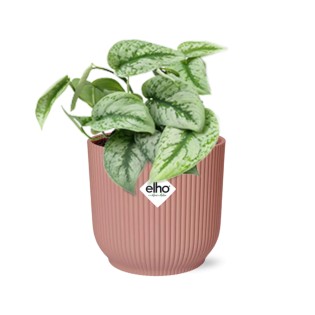 Scindapsus Pictus ‘Trebie’ In Elho Vibes Fold 14Cm Roze