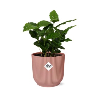 Coffea Arabica In Elho Vibes Fold 14Cm Roze