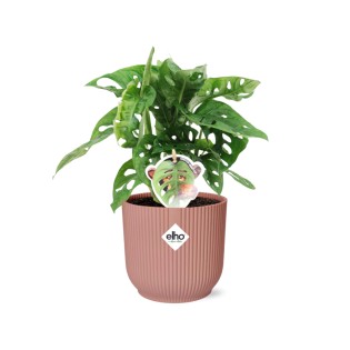 Monstera ‘Monkey Leaf’ In Elho Vibes Fold 14Cm Roze