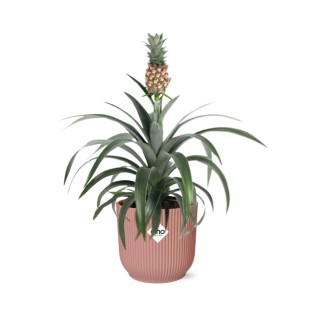 Mother's Day - Ananas Mi Amigo In Elho Vibes Fold 14Cm Roze