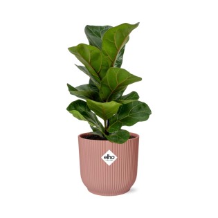 Ficus Lyrata ‘Bambino’ In Elho Vibes Fold 14Cm Roze