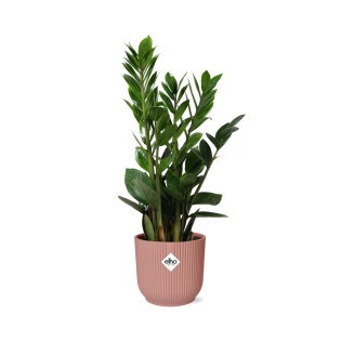 Zamioculcas – Hoogte 45-50 In Elho Vibes Fold 14Cm Roze